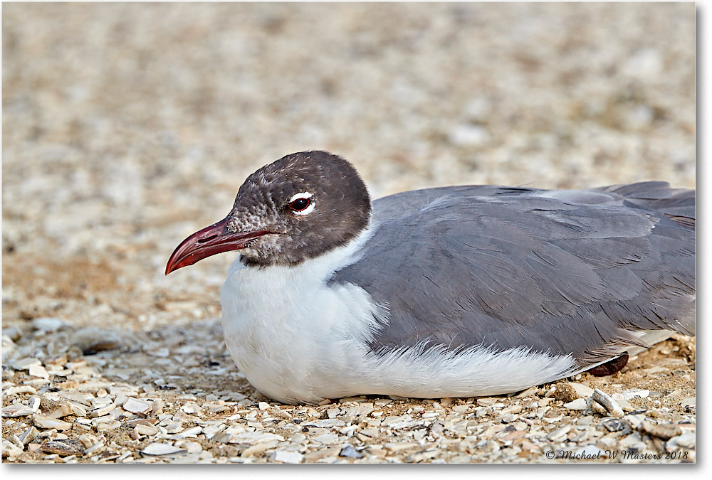 LaughingGull_Assateague_2018Jun_3DXA0462 copy