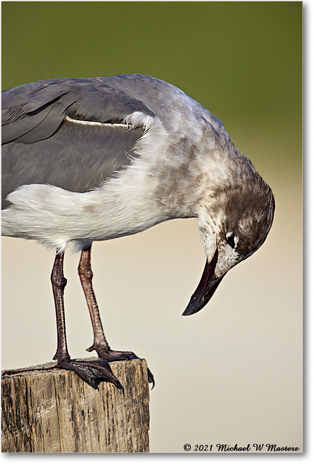 LaughingGull_Assateague_2021Jun_R5B02821 copy