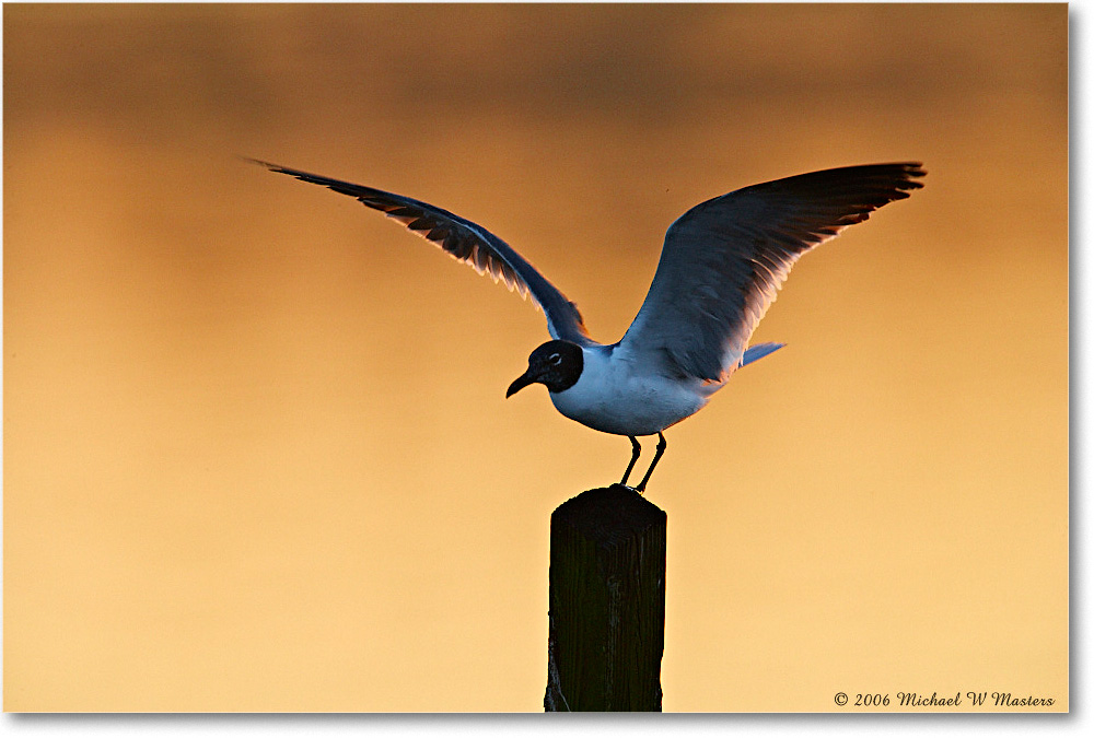 LaughingGull_ChincoNWR-sc_2006May_E0K9070 copy