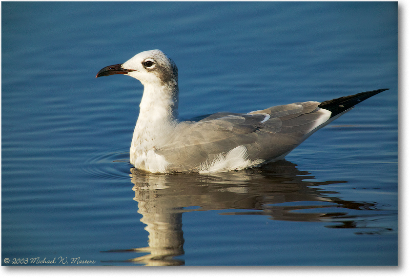 LaughingGull_ChincoNWR_2003Oct_1FFT2557