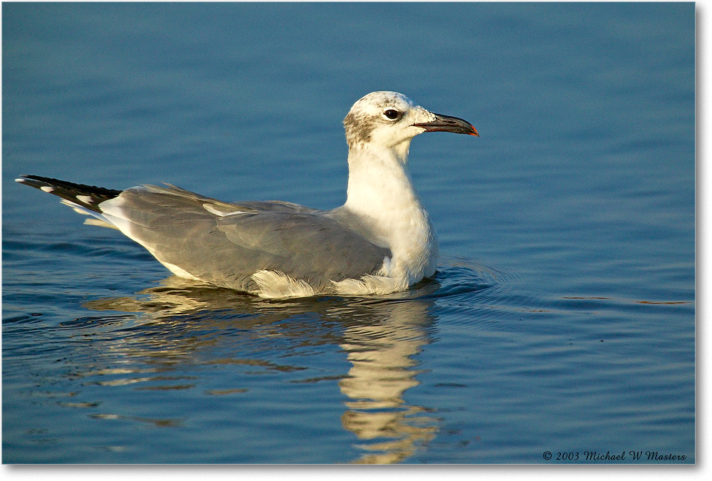 LaughingGull_ChincoNWR_2003Oct_1FFT2562 copy