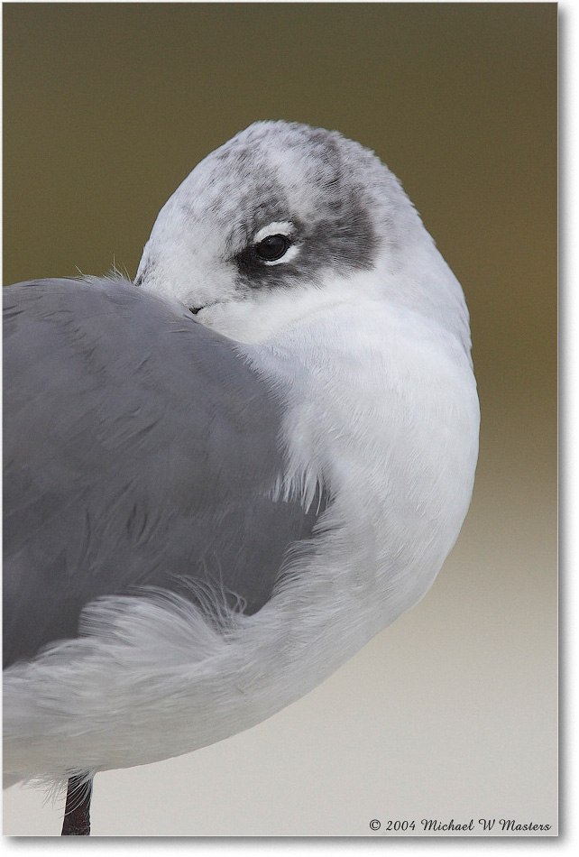 LaughingGull_ChincoNWR_2004Oct_Y2F1080 copy