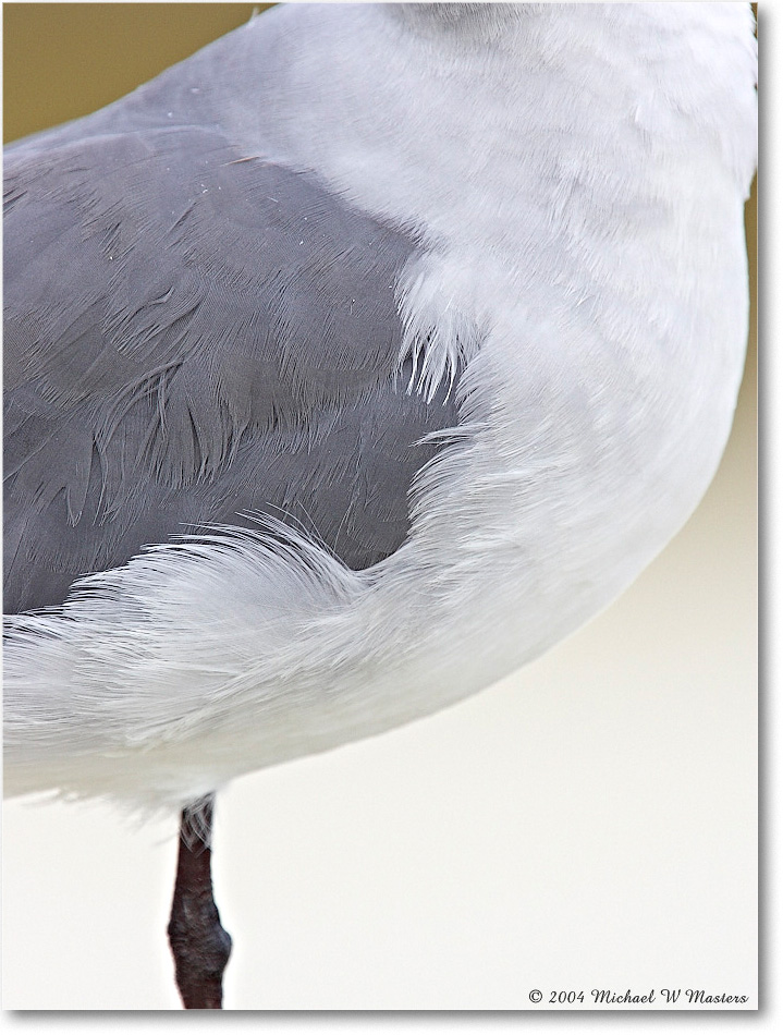 LaughingGull_ChincoNWR_2004Oct_Y2F1133 copy