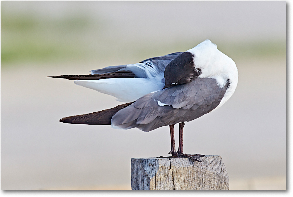 LaughingGull_ChincoNWR_2015June_2DXA6549 copy