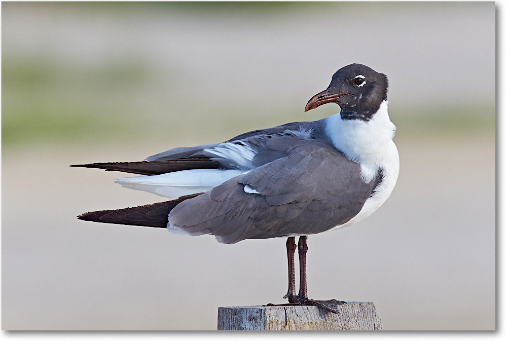 LaughingGull_ChincoNWR_2015June_2DXA6550 copy