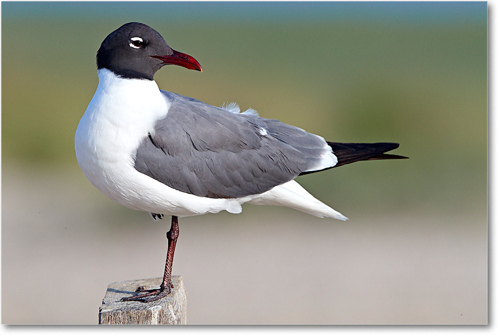 LaughingGull_ChincoNWR_2017Jun_4DXA7504 copy