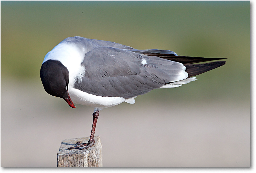 LaughingGull_ChincoNWR_2017Jun_4DXA7505 copy