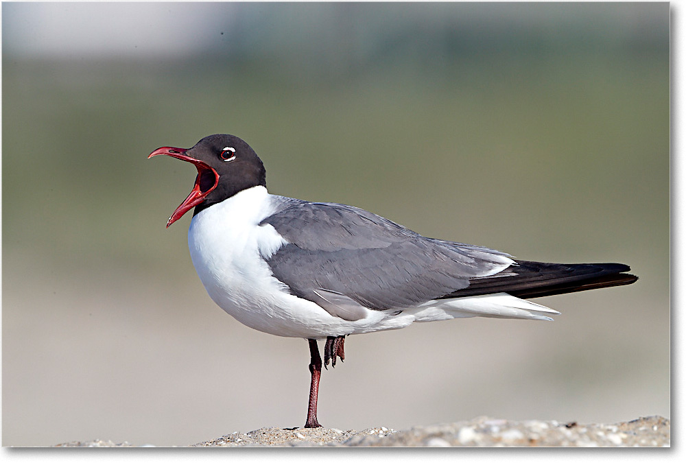 LaughingGull_ChincoNWR_2017Jun_4DXA7609 copy