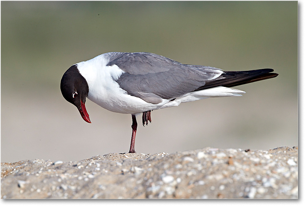 LaughingGull_ChincoNWR_2017Jun_4DXA7621 copy