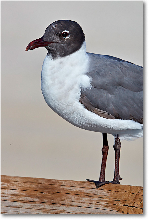 LaughingGull_ChincoNWR_2017Jun_4DXA7709 copy