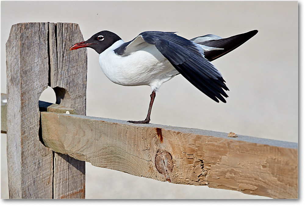 LaughingGull_ChincoNWR_2017Jun_4DXA7722 copy