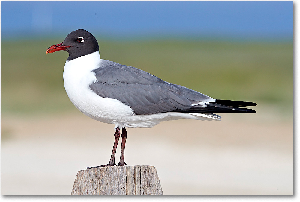 LaughingGull_ChincoNWR_2017Jun_4DXA7726 copy