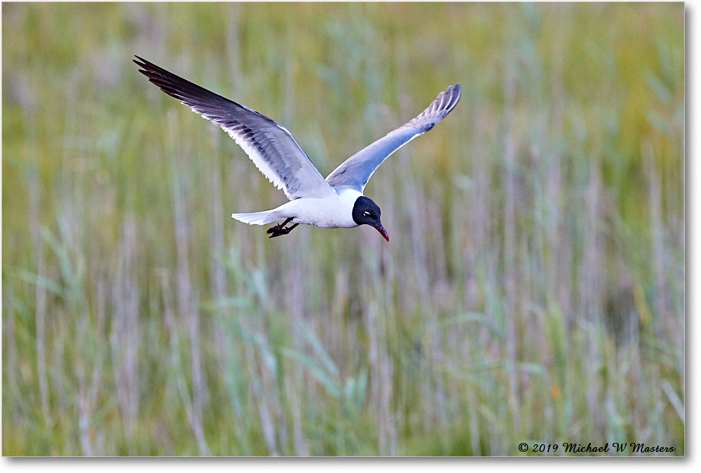 LaughingGull_ChincoteagueNWR_2019Jun_4DXB6245 copy