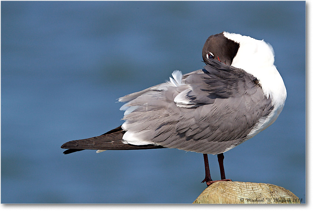 LaughingGull_Chincoteague_2018Jun_3DXA0707 copy