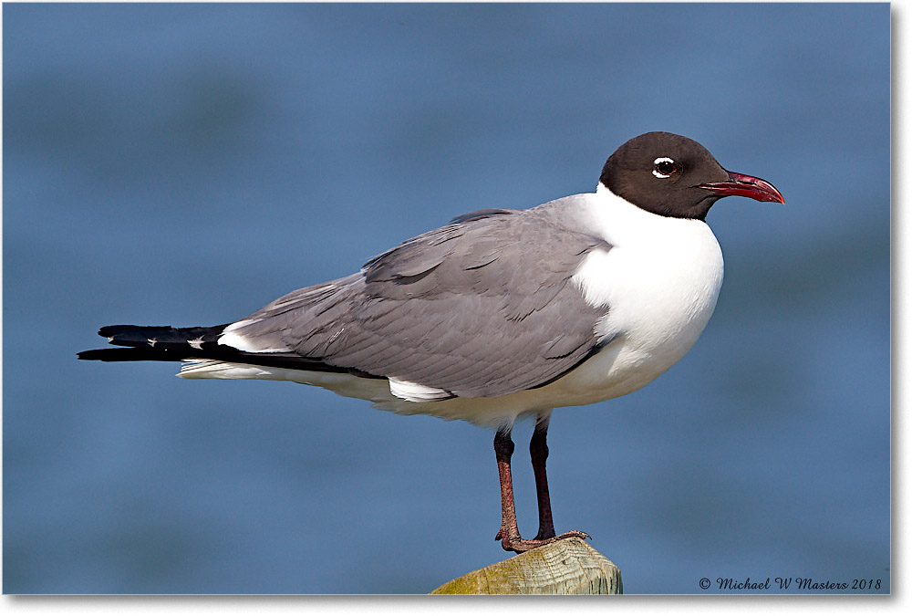 LaughingGull_Chincoteague_2018Jun_3DXA0711 copy