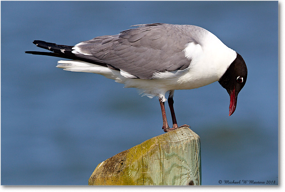 LaughingGull_Chincoteague_2018Jun_3DXA0719 copy