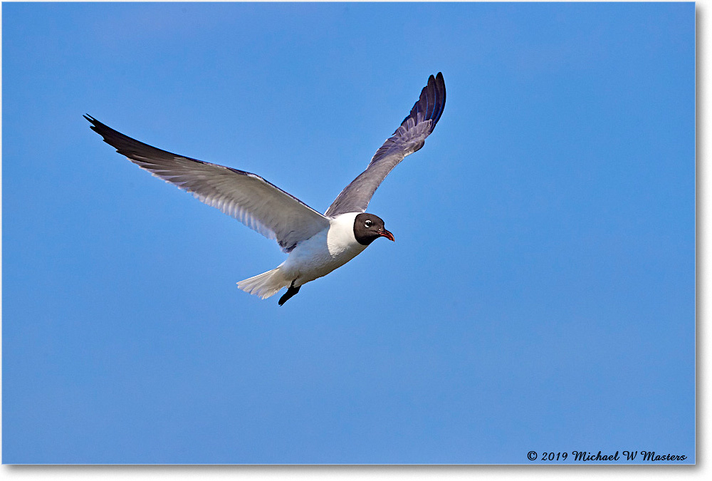 LaughingGull_OysterBay_2019Jun_4DXB5827 copy