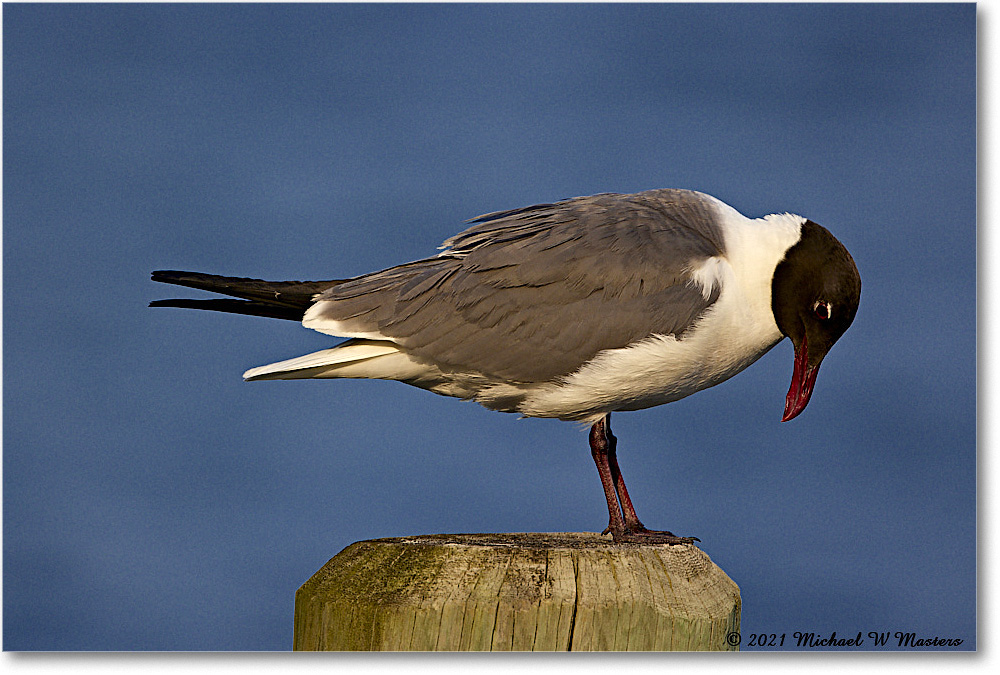 LaughingGull_OysterBay_2021Jun_R5B03825 copy