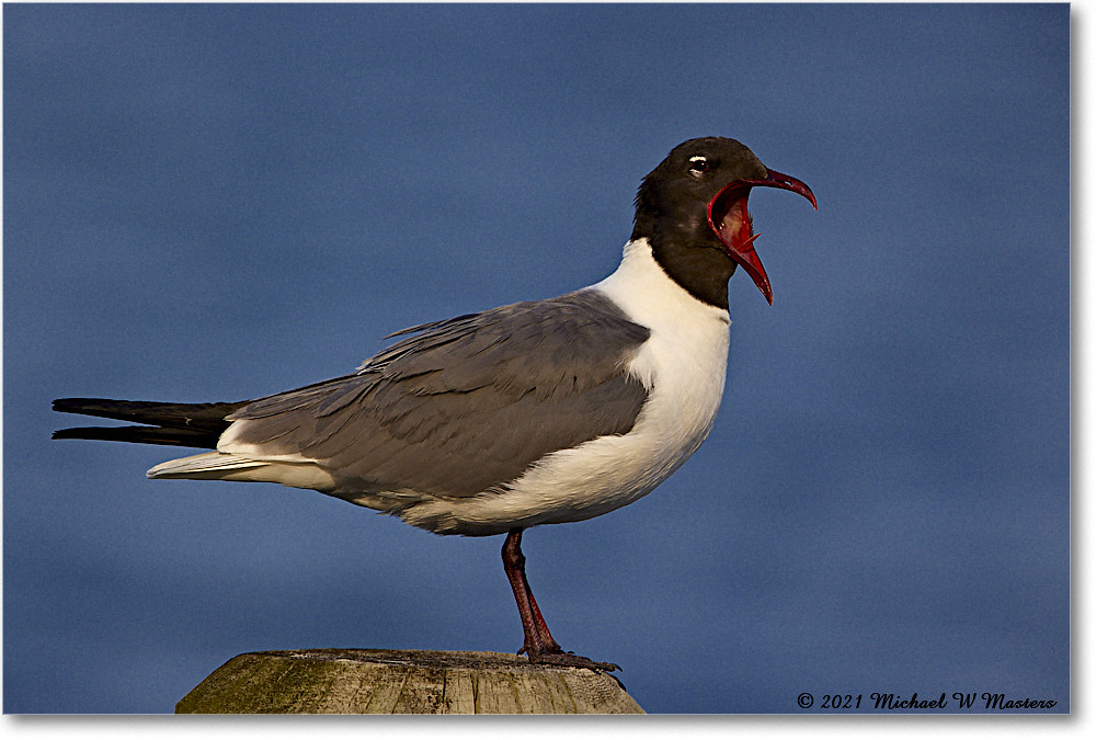 LaughingGull_OysterBay_2021Jun_R5B03866 copy