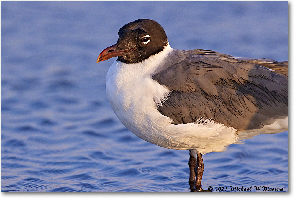 LaughingGull_TomsCove_2021Jun_R5B03581 copy