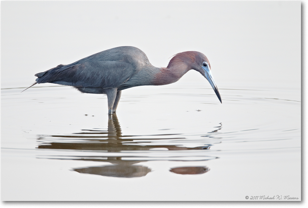 LittleBlueHeron-ChincoNWR-2011June_D4A4172