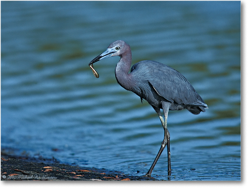 LittleBlueHeron_ChincoNWR_2003June_001-20H-V80