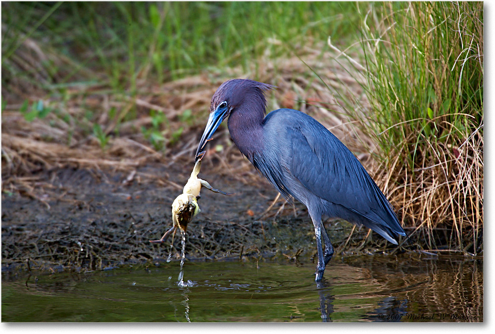 LittleBlueHeron_ChincoNWR_2007May_E0K0405 copy