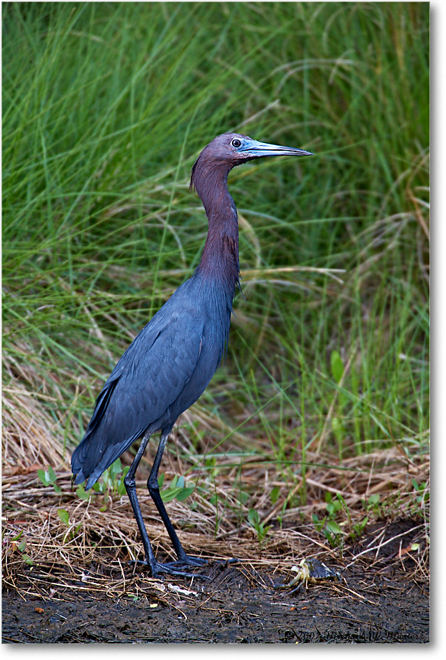 LittleBlueHeron_ChincoNWR_2007May_E0K0416 copy