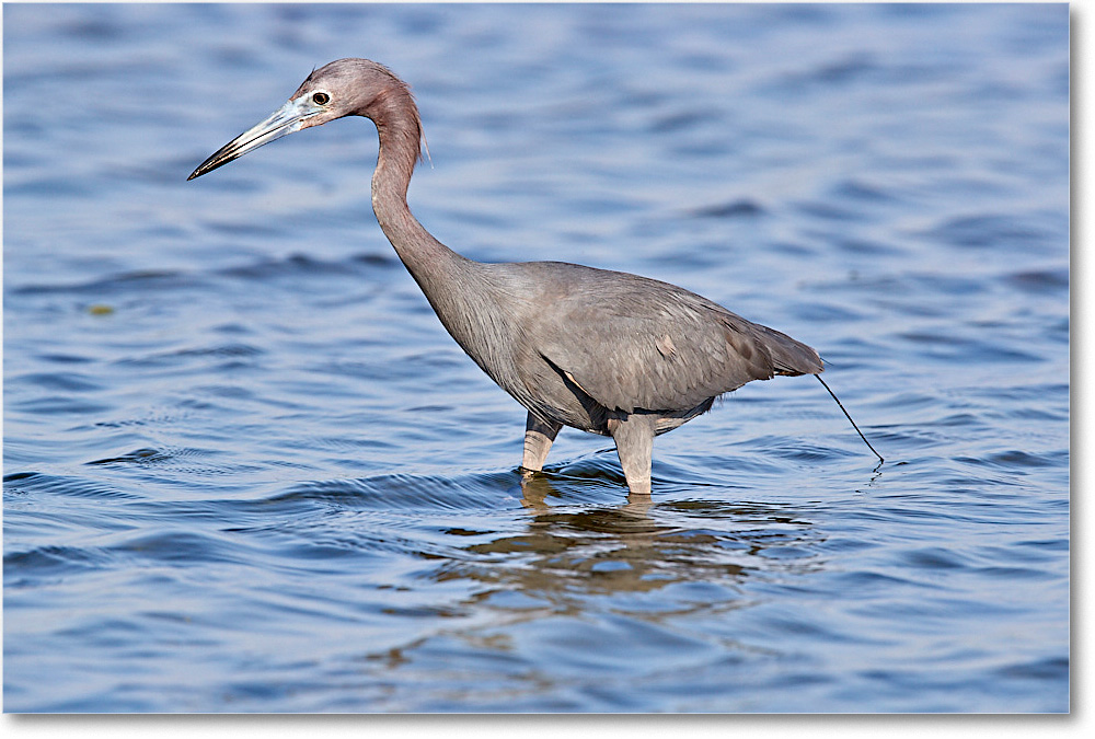 LittleBlueHeron_ChincoNWR_2017Jun_3DXA3434 copy