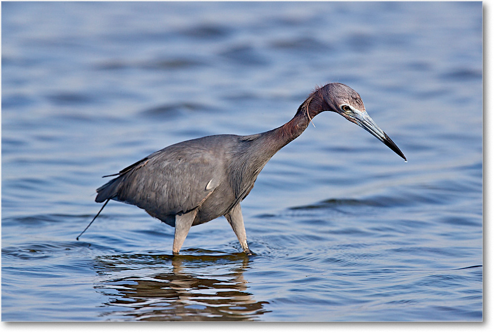 LittleBlueHeron_ChincoNWR_2017Jun_3DXA3436 copy