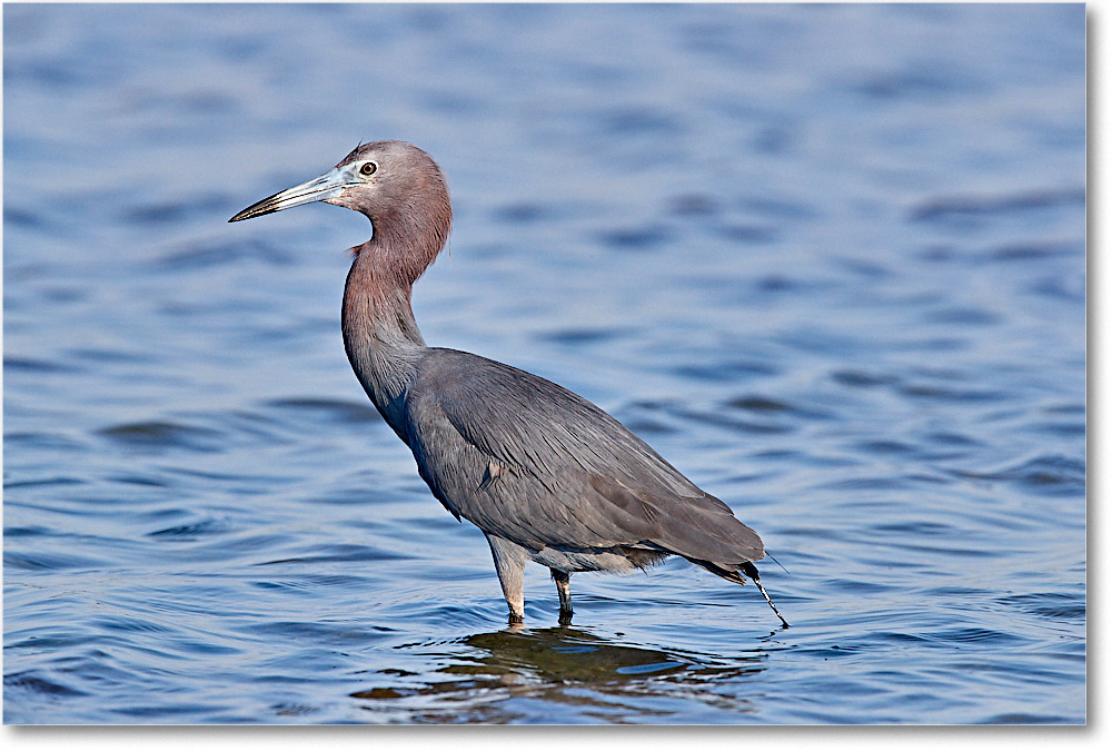 LittleBlueHeron_ChincoNWR_2017Jun_3DXA3444 copy