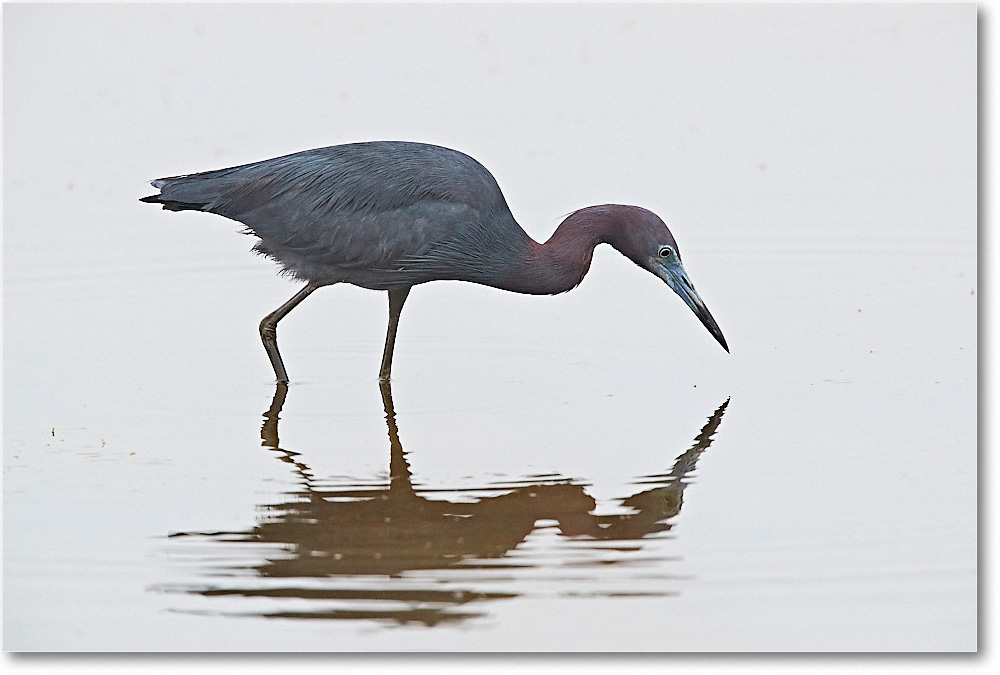 LittleBlueHeron_ChincoNWR_2017Jun_3DXA3681 copy