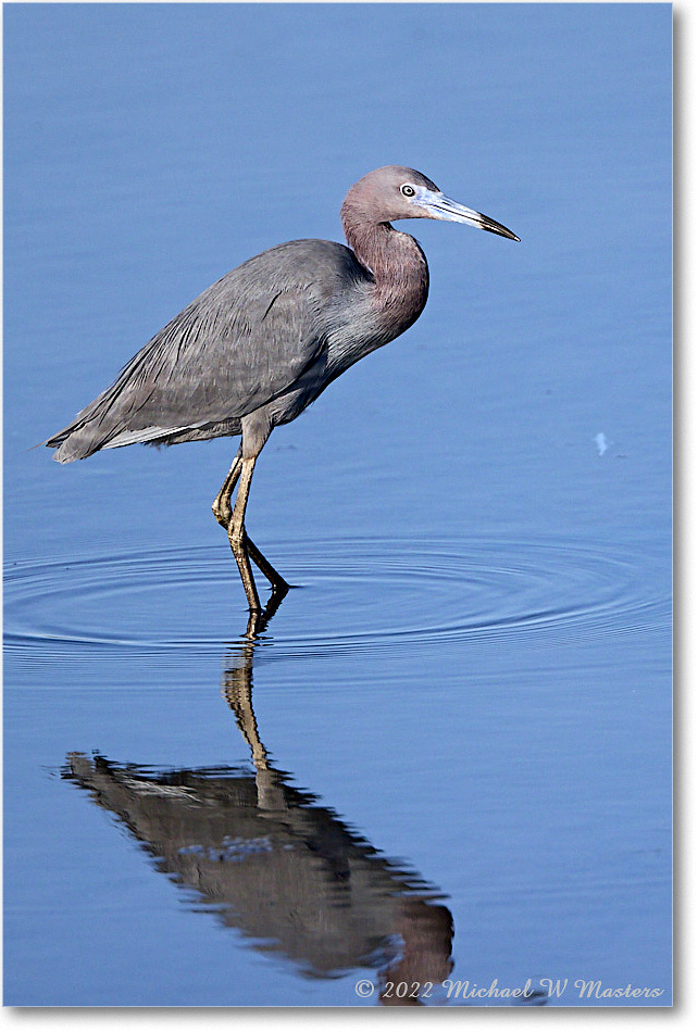 LittleBlueHeron_ChincoNWR_2022Jun_R5A08831 copy