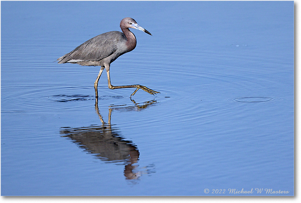 LittleBlueHeron_ChincoNWR_2022Jun_R5A08854 copy