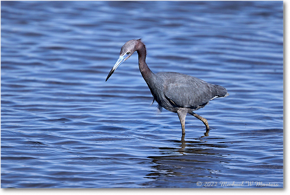 LittleBlueHeron_ChincoNWR_2022Jun_R5A09103 copy