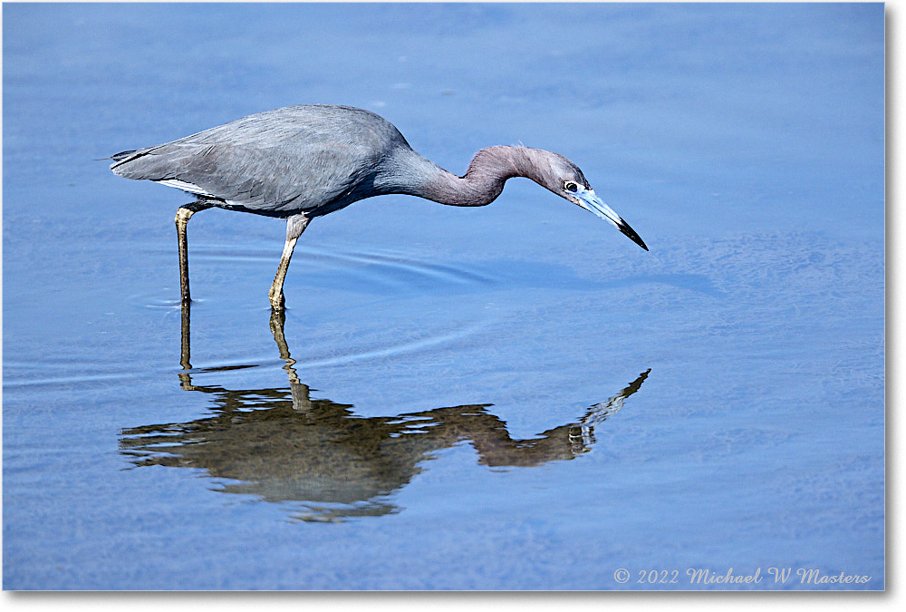 LittleBlueHeron_ChincoNWR_2022Jun_R5A09406 copy