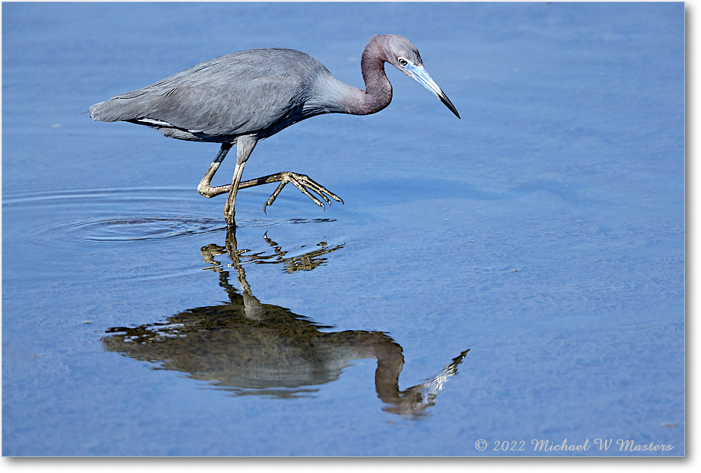 LittleBlueHeron_ChincoNWR_2022Jun_R5A09422 copy