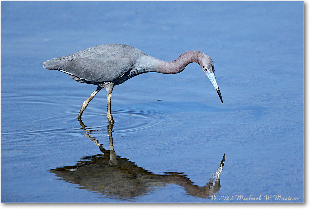 LittleBlueHeron_ChincoNWR_2022Jun_R5A09427 copy