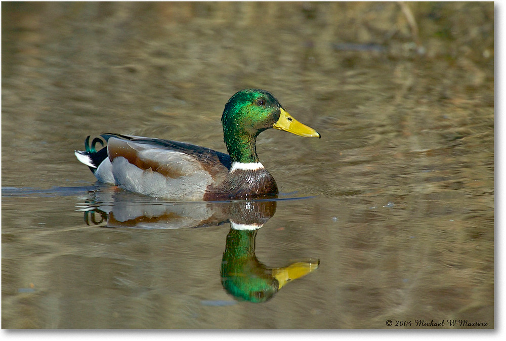 MallardMale_ChincoNWR_2004Oct1_FFT6031 copy