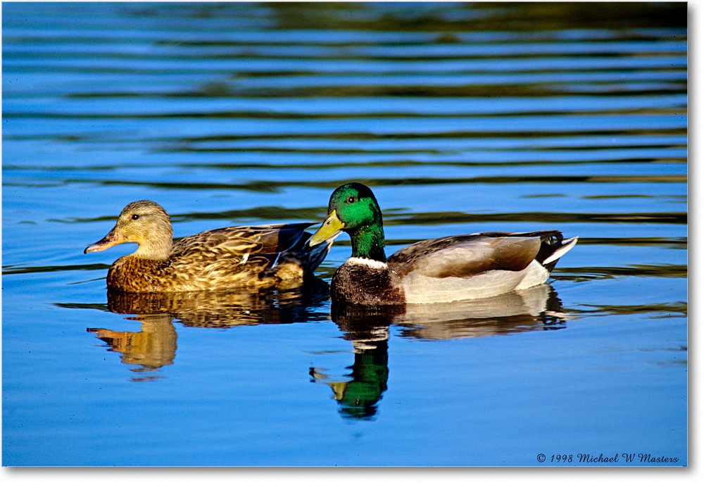 MallardPair_ChincoNWR_1998Oct_E21 copy