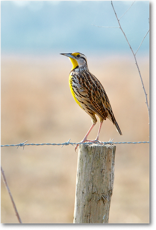 Meadowlark-JoeOverstreetRdFL-2011Feb_D4A1838 copy