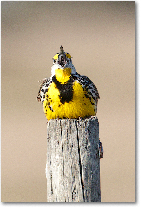 Meadowlark-JoeOverstreetRdFL-2011Feb_D4A2032 copy