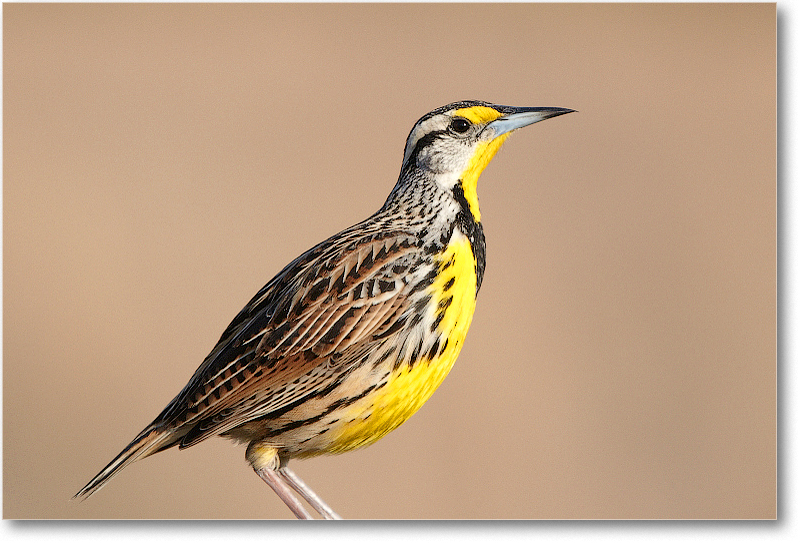 Meadowlark-JoeOverstreetRdFL-2011Feb_D4A2066 copy