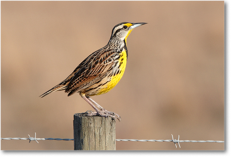 Meadowlark-JoeOverstreetRdFL-2011Feb_D4A2089 copy