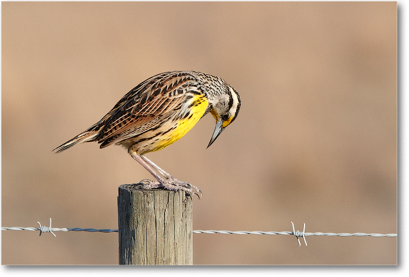 Meadowlark-JoeOverstreetRdFL-2011Feb_D4A2093 copy