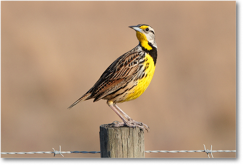 Meadowlark-JoeOverstreetRdFL-2011Feb_D4A2121 copy