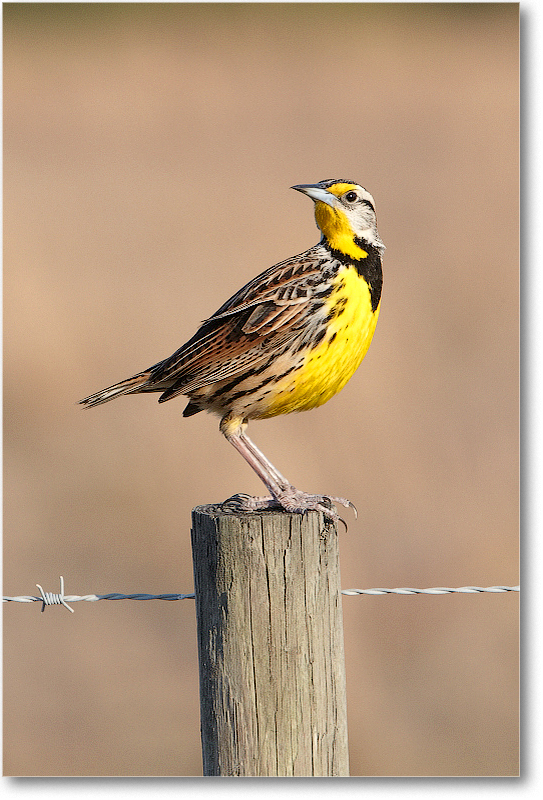 Meadowlark-JoeOverstreetRdFL-2011Feb_D4A2153 copy