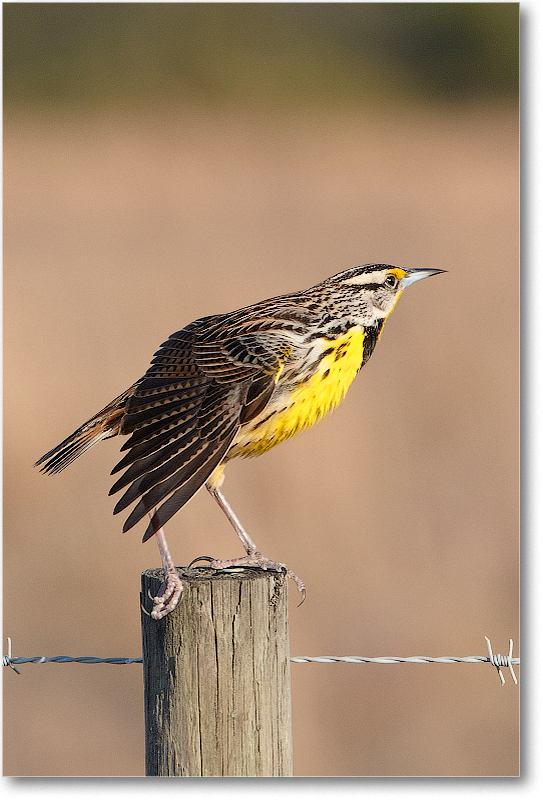 Meadowlark-JoeOverstreetRdFL-2011Feb_D4A2222 copy