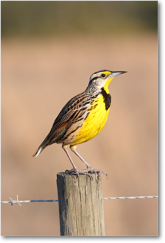 Meadowlark-JoeOverstreetRdFL-2011Feb_D4A2289 copy