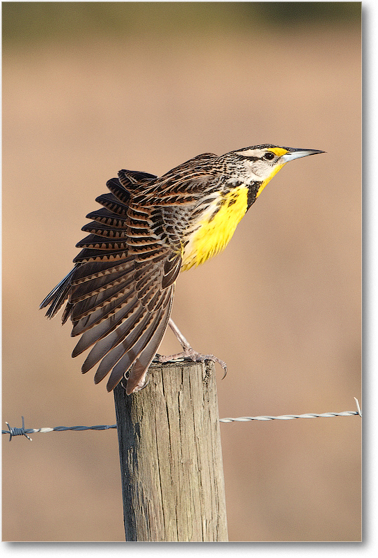 Meadowlark-JoeOverstreetRdFL-2011Feb_D4A2301 copy